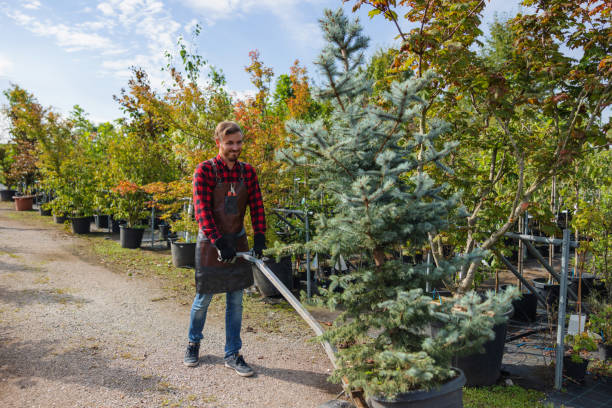 How Our Tree Care Process Works  in  Grinnell, IA