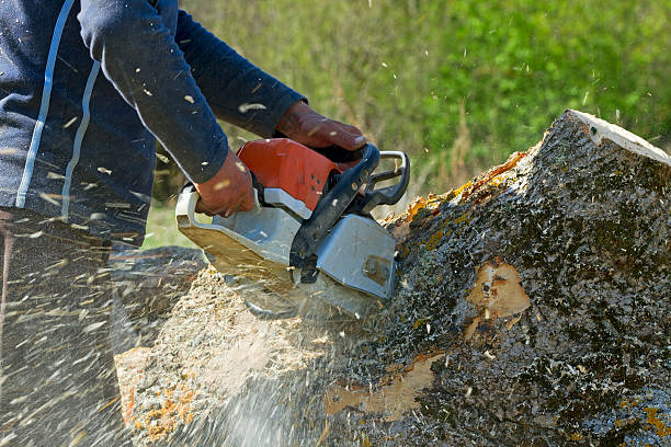 Seasonal Cleanup (Spring/Fall) in Grinnell, IA